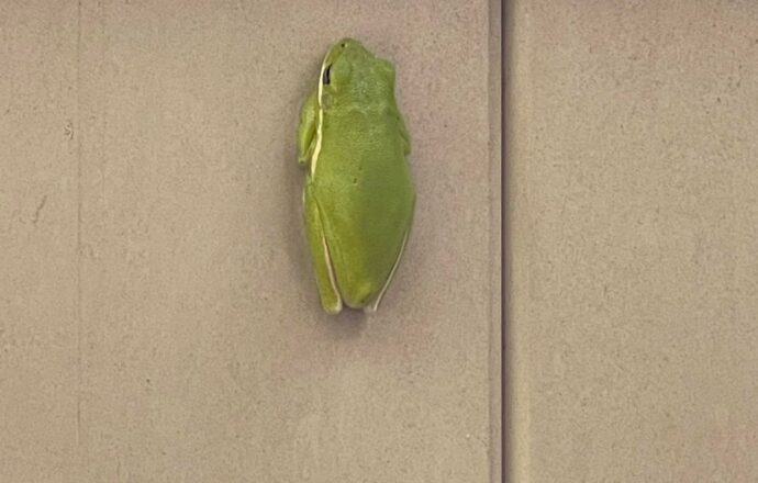 frog on wall
