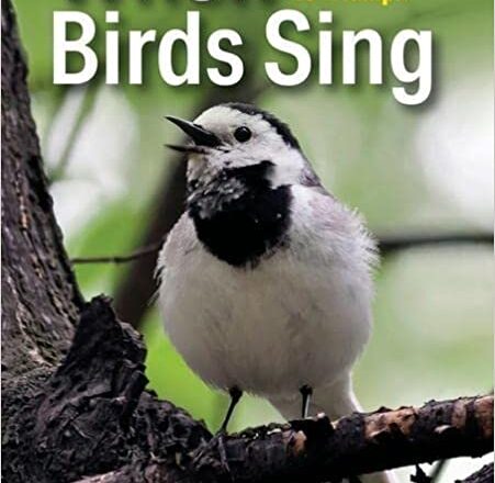 When birds sing by Arielle Spring