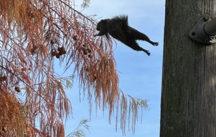 Photo of leaping squirrel taken by Dr. Jeanette Gallagher