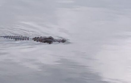 alligator swimming