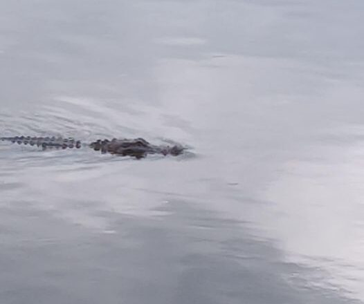 alligator swimming