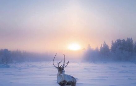 elk in snow