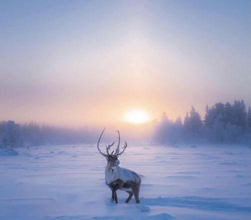 elk in snow