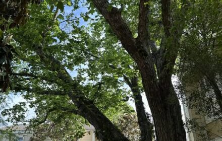 tree trimming - photo by Jeanette Gallagher