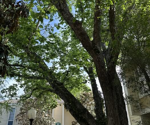 tree trimming - photo by Jeanette Gallagher