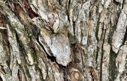 Contemplative Wisdom for Thirty Days - Day Four photo by Dr. Jeanette Gallagher NMD