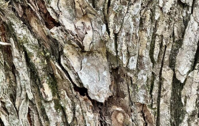 Contemplative Wisdom for Thirty Days - Day Four photo by Dr. Jeanette Gallagher NMD