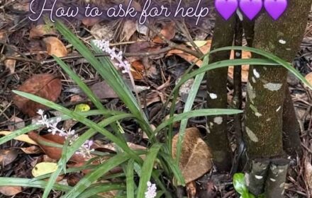 how to ask for help. Photo by Dr Jeanette Gallagher