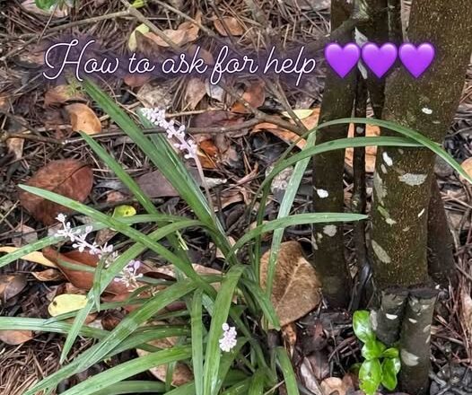 how to ask for help. Photo by Dr Jeanette Gallagher